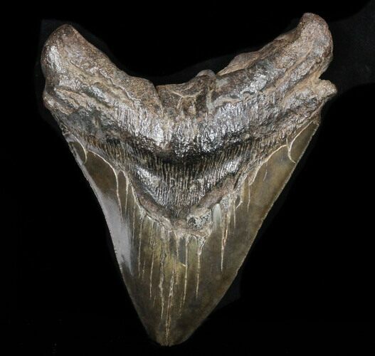 Bargain, Megalodon Tooth - South Carolina #37353